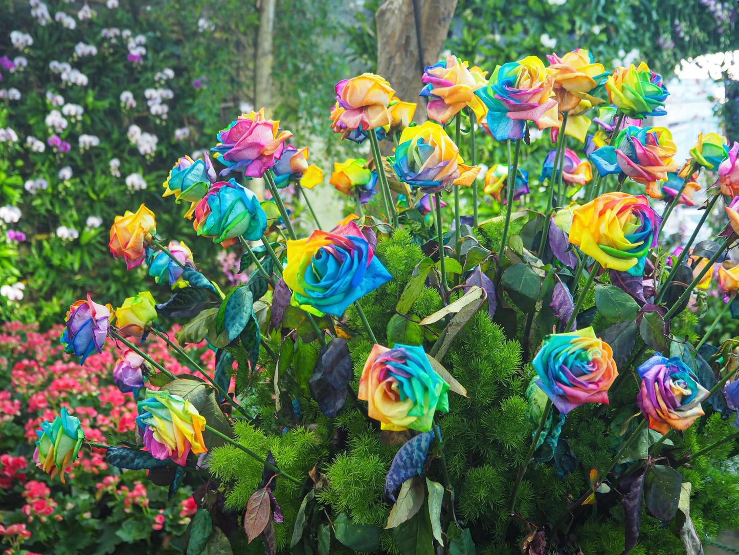Close-Up of Multi-Colour Rose Flower Mix