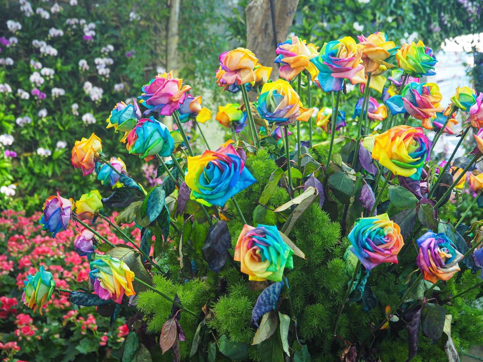 Close-Up of Multi-Colour Rose Flower Mix