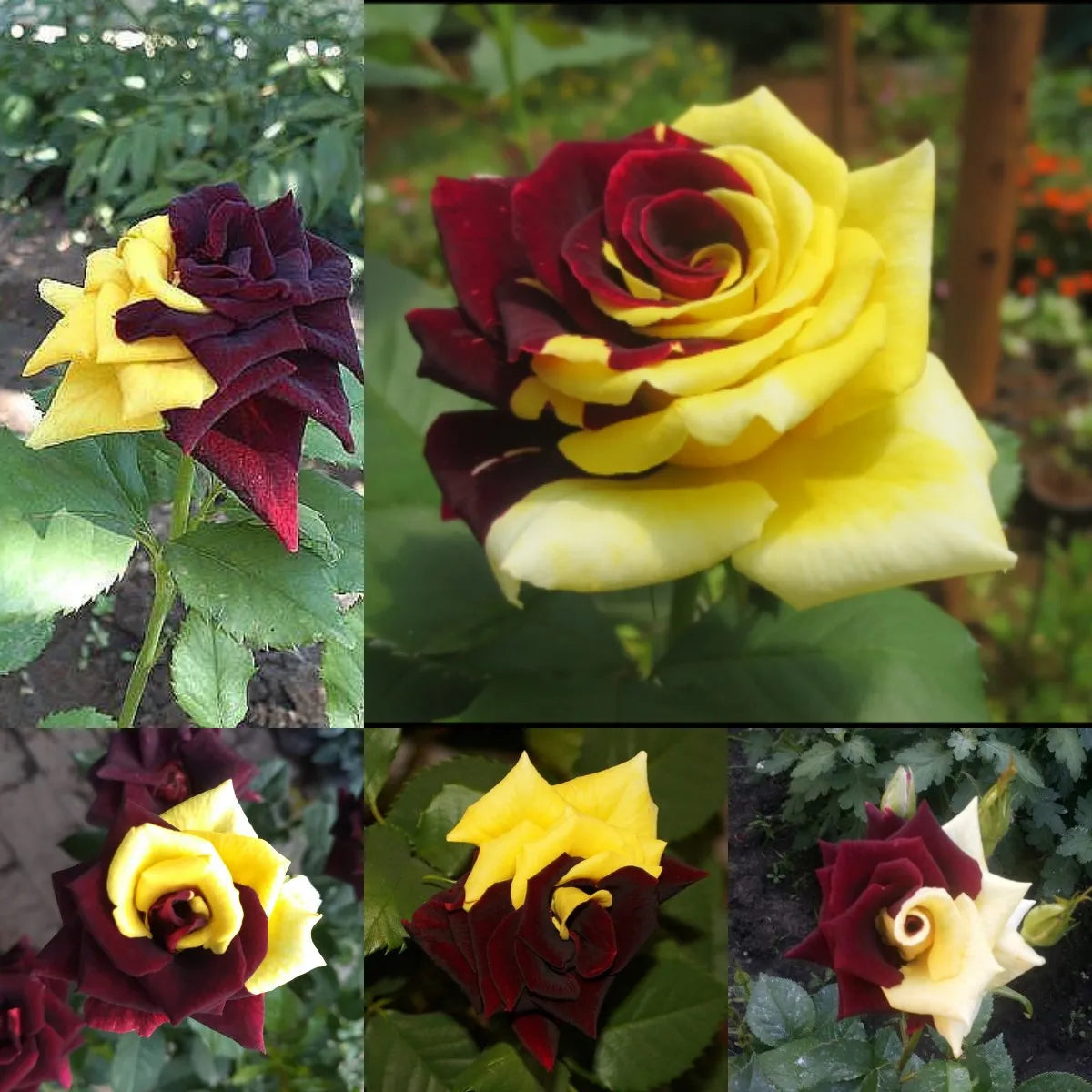 Red and yellow roses growing in a garden bed