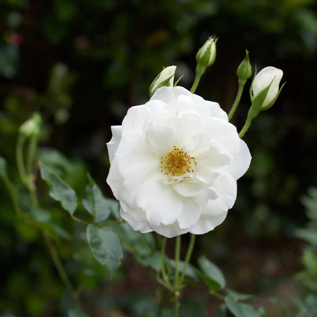 High quality White Creeper Rose Flower seeds for Planting Long Bloom Season, Heirloom & GMO Free Seeds for Home Garden seeds pack