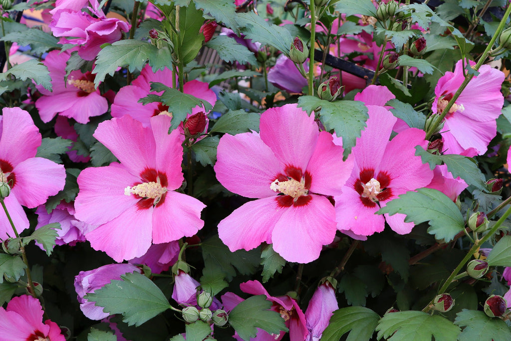 Pink Sharon Flower seeds for Planting Colorful Display, Heirloom & GMO Free Seeds for Home Garden vegetable and garden seeds