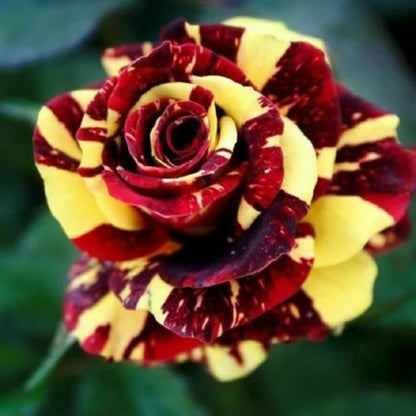 Red Yellow Roses Along Garden Borders