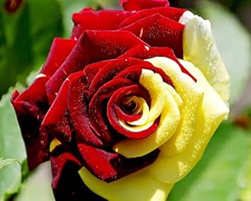 Rose Red Yellow Flower Seeds for Planting