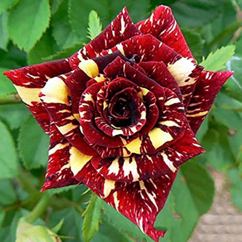 Red and Yellow Roses Growing in Garden