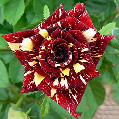 Red and Yellow Roses Growing in Garden
