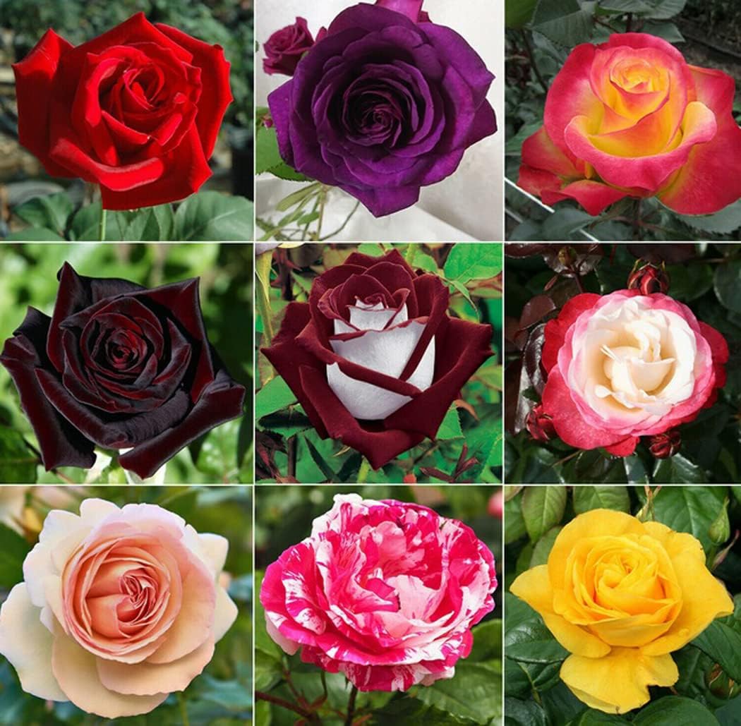 Rose seedlings sprouting from Mixed Colour Rose Seeds