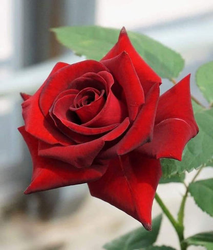 Rose Seeds for Pots and Containers