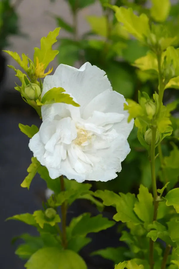 White Sharon Rose Flower seeds for Planting Colorful Display, Heirloom & GMO Free Seeds for Home Garden vegetable and garden seeds
