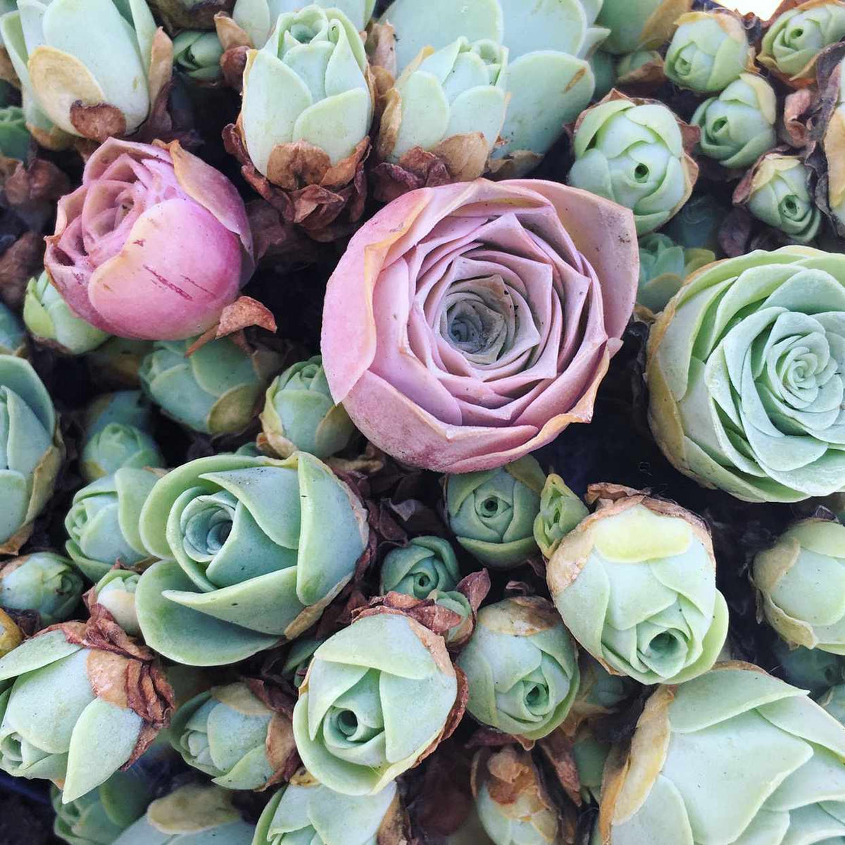 Heirloom Succulent Rose Flower seeds for Planting Cottage Garden Essential Heirloom & GMO Free Seeds for Home Garden