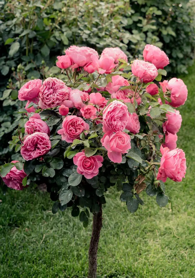 Climbing Rose Flower seeds for Planting, Compact Growth Heirloom & GMO Free Seeds for Home Garden