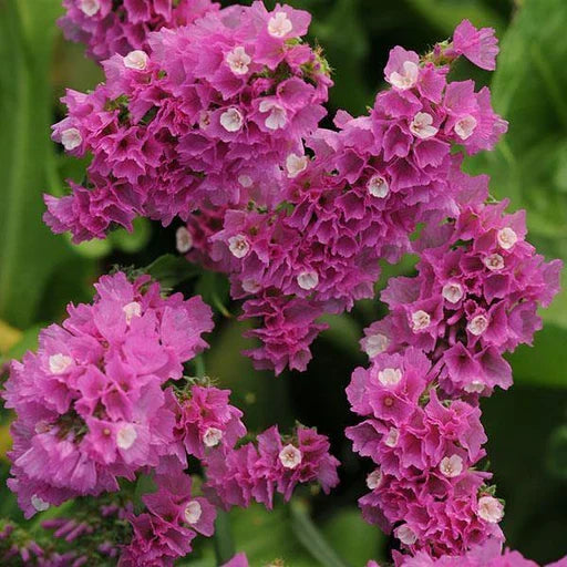 Premium Mixed Bergenia Cordifolia Flower seeds for Planting Compact Growth, Heirloom & GMO Free Seeds for Home Garden seeds