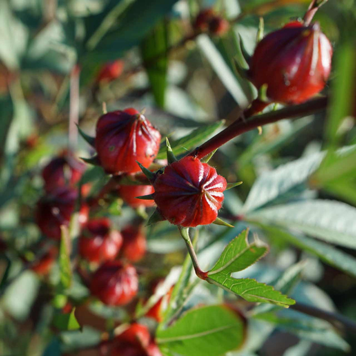 Roselle Hibiscus cream flowers attracting pollinators from seeds