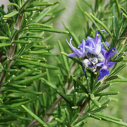 Rosmarinus officinalis growing in a container
