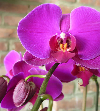Pink Red Phalaenopsis Orchid Flower seeds for Planting Fragrant Blossoms Heirloom & GMO Free Seeds for Home Garden