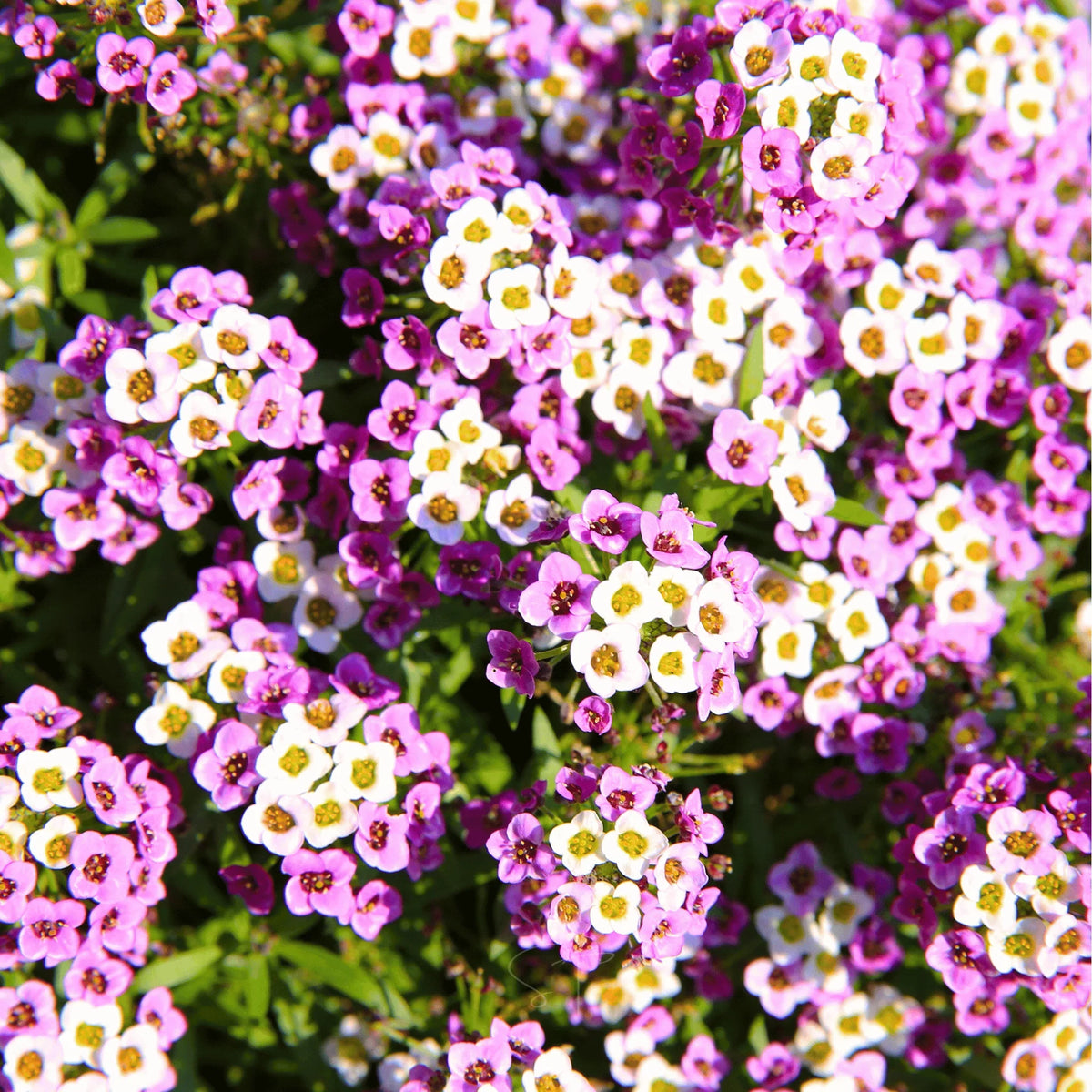 Alyssum Easter Bonnet Mix bonnet Flower seeds for Planting Pollinator Friendly Heirloom & GMO Free Seeds for Home Garden