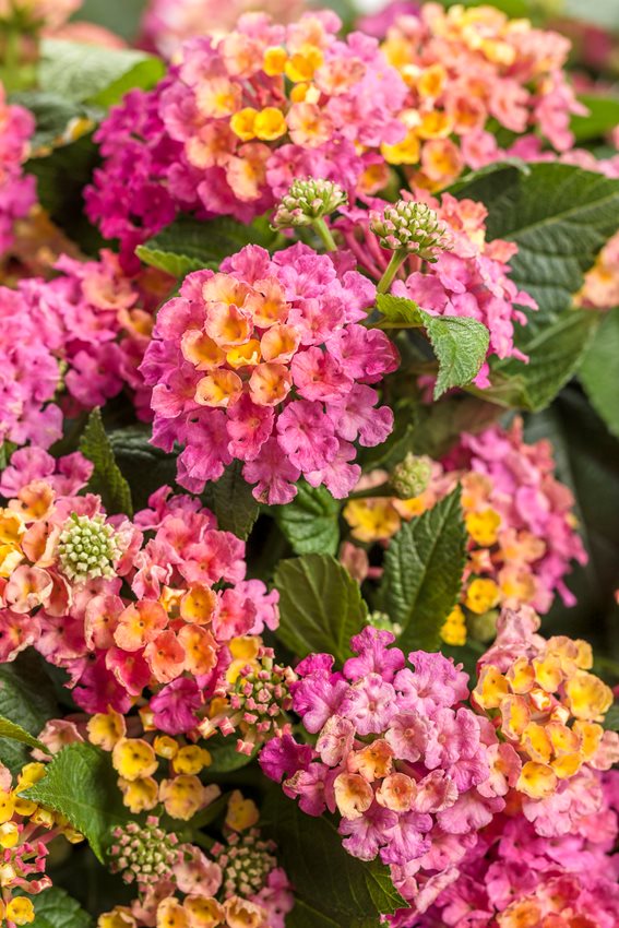 High quality Wandelröschen Flower seeds for Planting Bright Blooms, Heirloom & GMO Free Seeds for Home Garden seeds pack