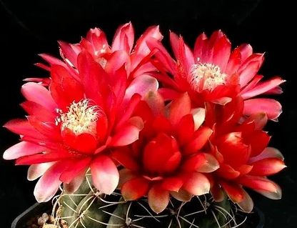 Gymnocalycium Flower seeds for Planting Wildflower Mix Heirloom & GMO Free Seeds for Home Garden