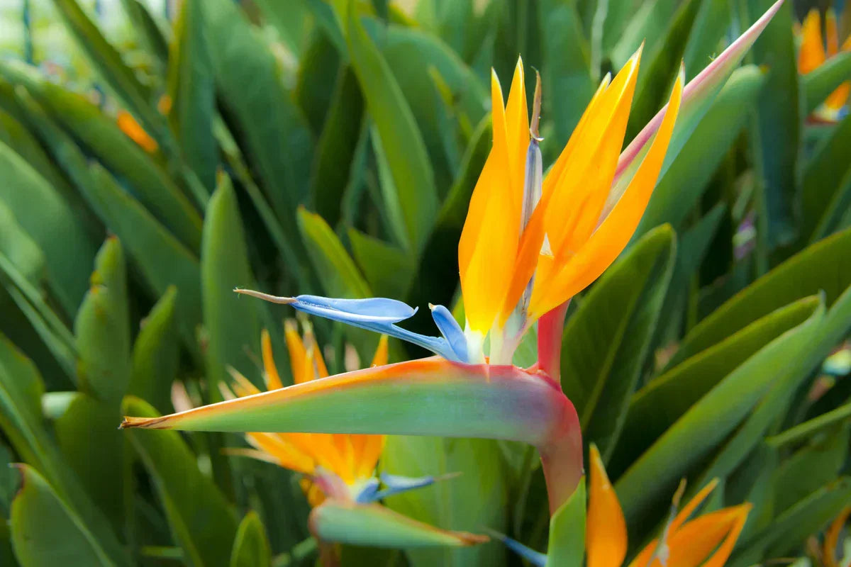 Orange & Violet Strelitzia Seeds - Exotic Flower Planting