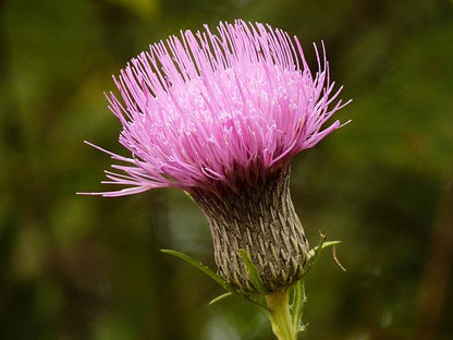 Cirsium Muticum Flower for Planting Vibrant Colors Heirloom & GMO Free Seeds for Home Garden
