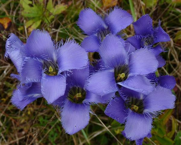 Gentiana Crinita Flower seeds for Planting Pollinator Friendly Heirloom & GMO Free Seeds for Home Garden