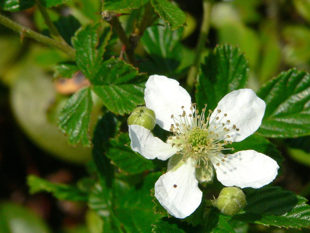 Rubus Cuneifolius Berries Growing on Shrub