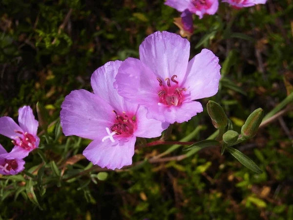 Lavender Clarkia Flower seeds for Planting Pollinator Friendly, Heirloom & GMO Free Seeds for Home Garden seeds for planting