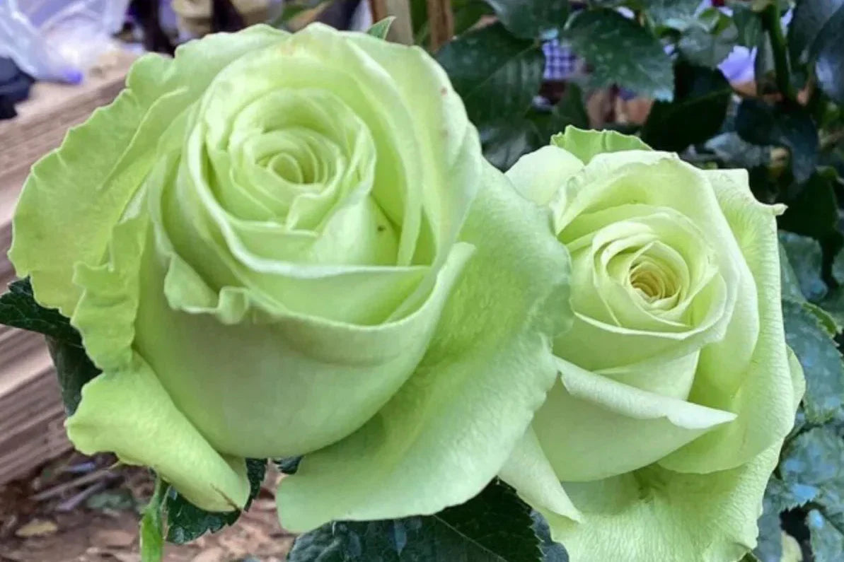 Ruby Rose Green Mix flowers enhancing a garden view