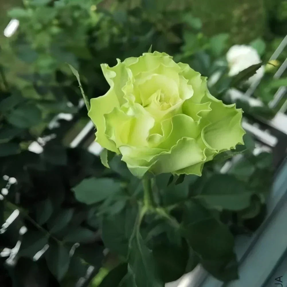 Ruby Rose Green Mix Flower Seeds for Lush Gardens and Vibrant Blooms