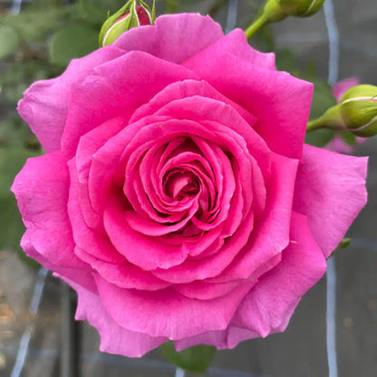 Ruby Rose Flower Seeds for Planting