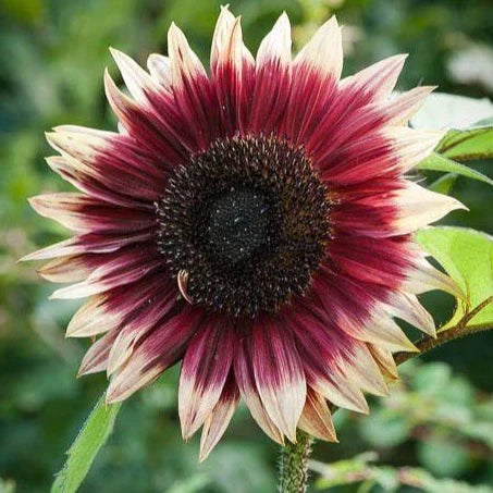 Pink White Sunflower Flower seeds for Planting Cottage Garden Essential, Heirloom & GMO Free Seeds for Home Garden vegetable and garden seeds
