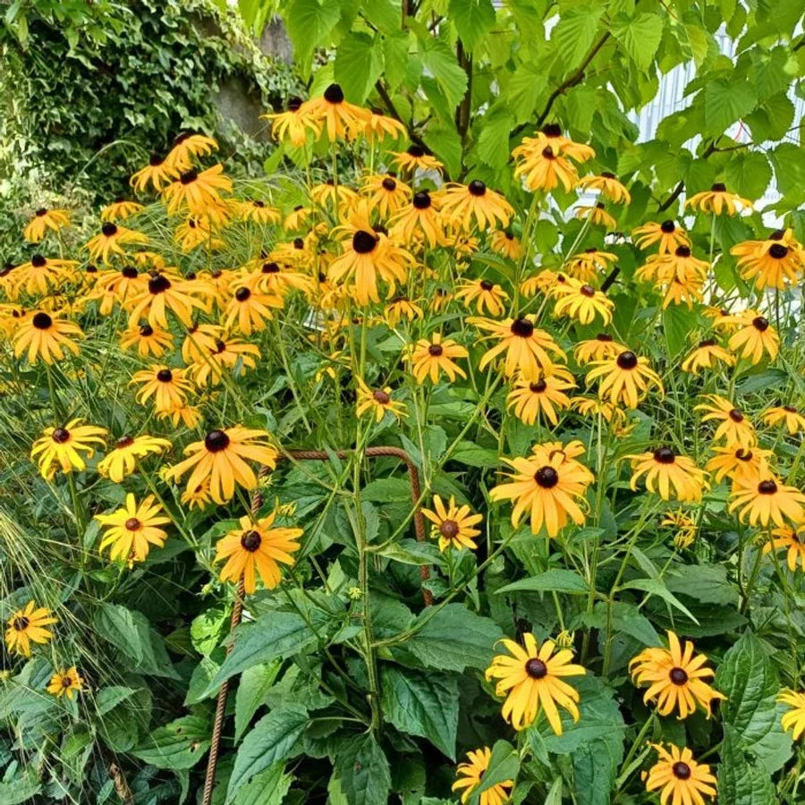Rudbeckia Flower seeds for Planting Vibrant Colors Heirloom & GMO Free Seeds for Home Garden