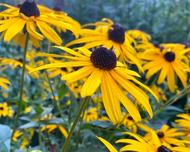 Yellow Fulgida Perennial Seeds Flower seeds for Planting Seasonal Bloomer, Heirloom & GMO Free Seeds for Home Garden seeds for planting