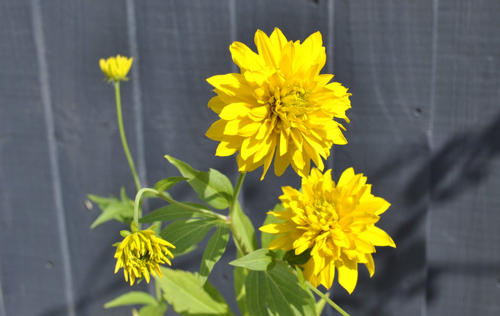 Yellow Rudbeckia Goldstrum Flower seeds for Planting Compact Growth, Heirloom & GMO Free Seeds for Home Garden vegetable and garden seeds
