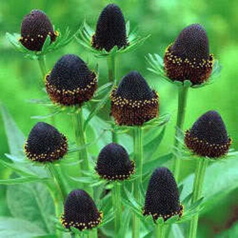 Young Western Coneflower Seedlings Growing in Pots