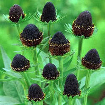 Young Western Coneflower Seedlings Growing in Pots