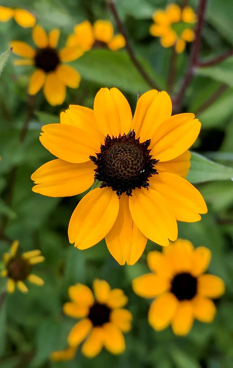 Premium Rudbeckia Triloba Flower seeds for Planting Wildflower Mix, Heirloom & GMO Free Seeds for Home Garden seeds