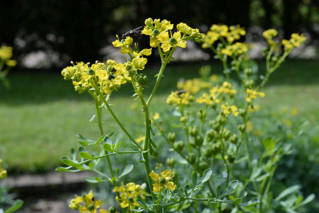 Yellow Ruta Flower seeds for Planting Garden Favorite, Heirloom & GMO Free Seeds for Home Garden seeds for planting
