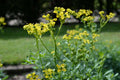 Yellow Ruta Flower seeds for Planting Garden Favorite, Heirloom & GMO Free Seeds for Home Garden seeds for planting