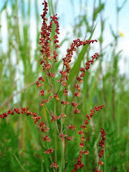 Rumex acetosella growing in full sun garden bed