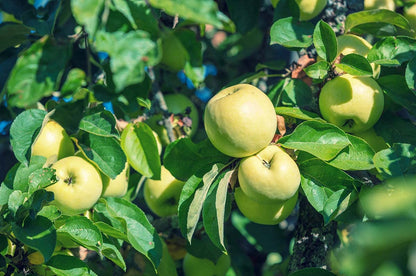 Russian Apple Seeds – Antonovka Non-GMO Yellow-Green Fruit Tree