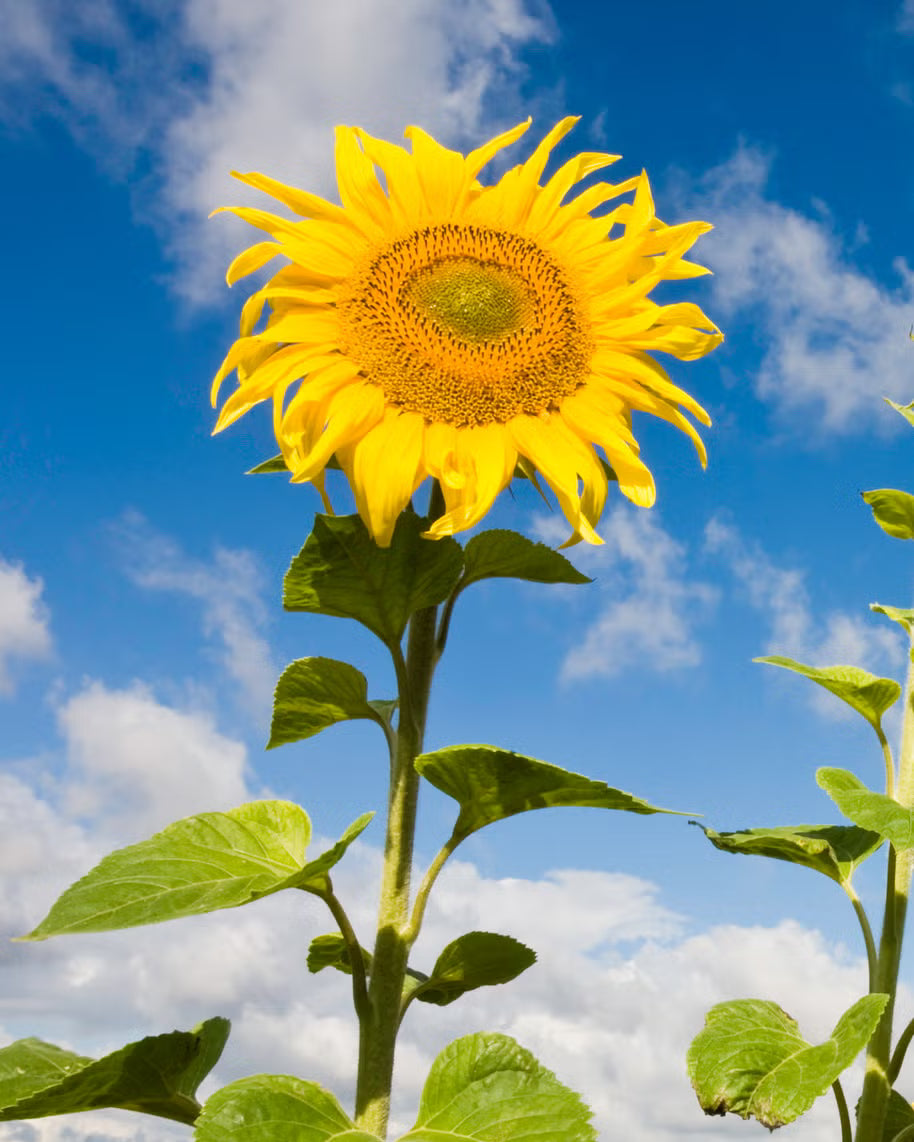 Heirloom SunFlower seeds for Planting Premium Quality Heirloom & GMO Free Seeds for Home Garden