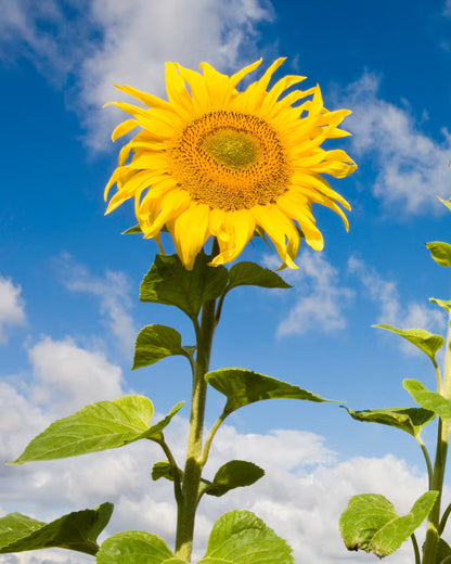 Heirloom SunFlower seeds for Planting Premium Quality Heirloom & GMO Free Seeds for Home Garden