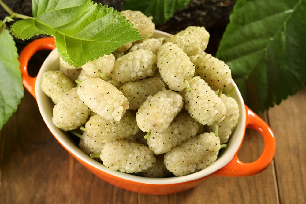 Russian mulberry seeds showing glossy green heart-shaped leaves