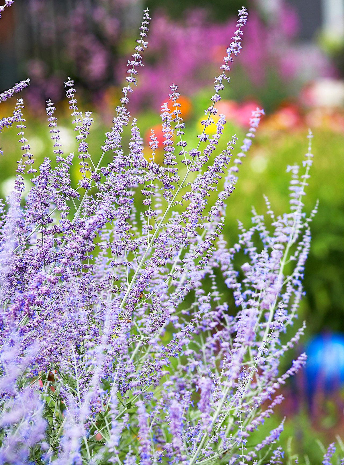 Russian Sage Flower seeds for Planting - Seasonal Bloomer, Heirloom & GMO Free Seeds for Home Garden