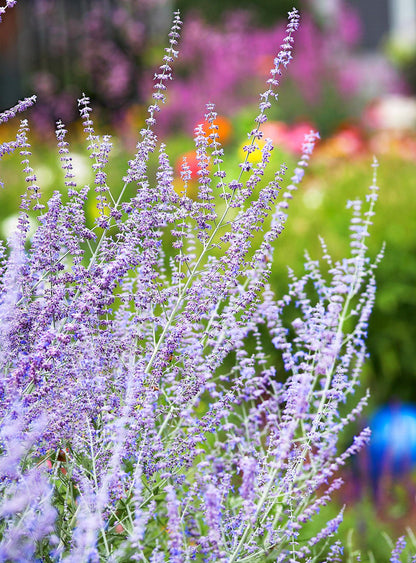 Russian Sage Flower seeds for Planting - Seasonal Bloomer, Heirloom & GMO Free Seeds for Home Garden
