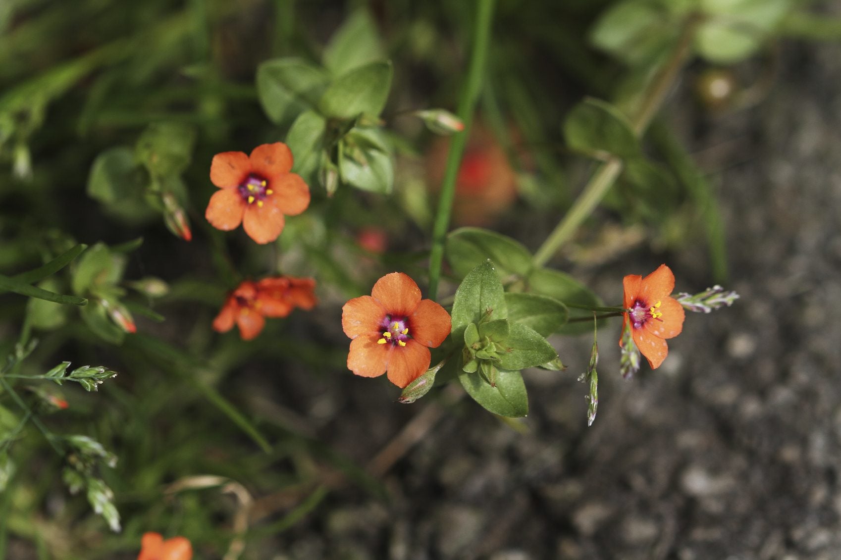 Orange Pimpernel Flower seeds for Planting Hardy Variety, Heirloom & GMO Free Seeds for Home Garden vegetable and garden seeds