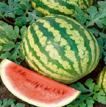 Crimson Sweet Watermelon (Citrullus lanatus) Fruit Melon Seeds