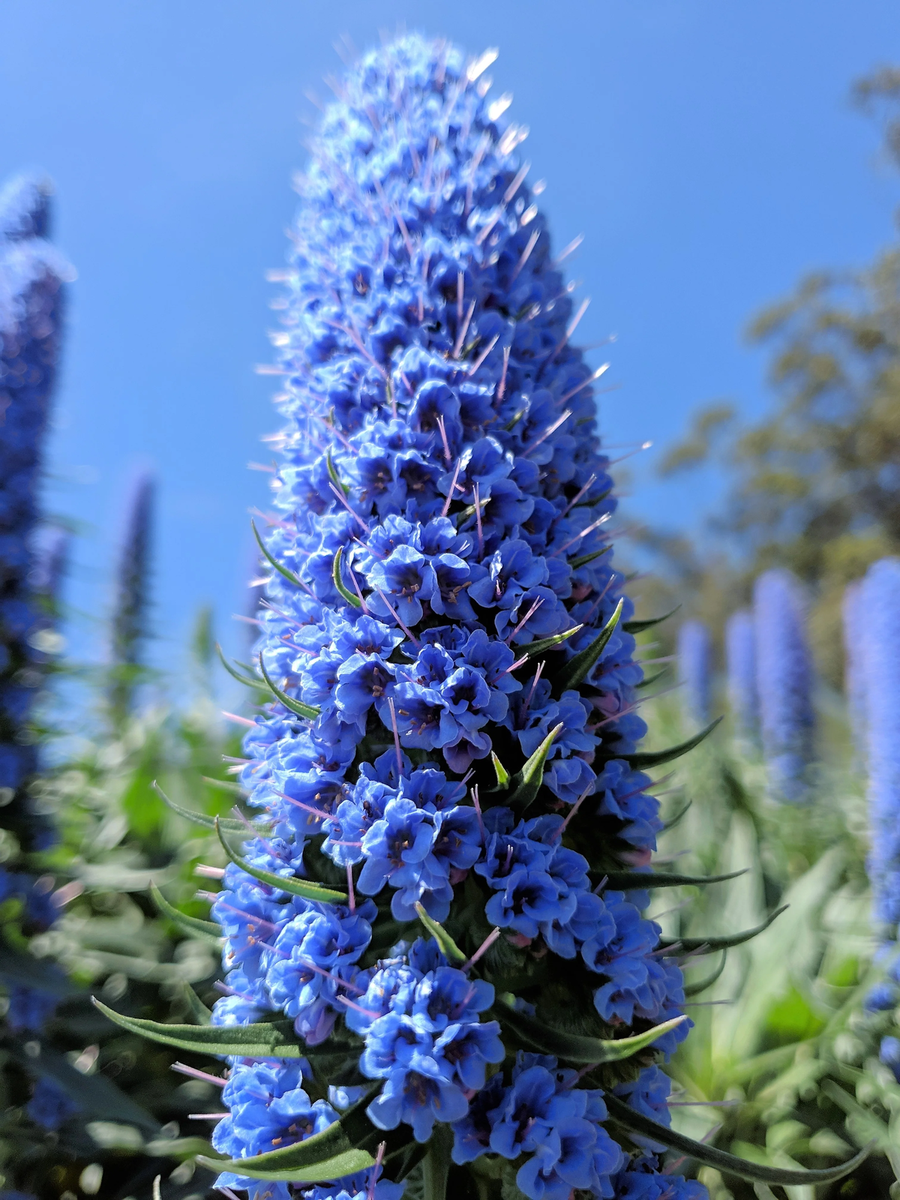 Premium Madeira Flower seeds for Planting Seasonal Bloomer, Heirloom & GMO Free Seeds for Home Garden seeds
