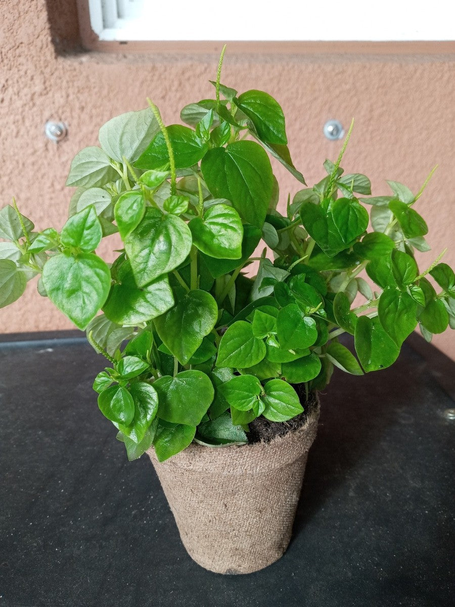 Peperomia Pellucida Rau Cang Cua Flower seeds for Planting - Fragrant Blossoms, Heirloom & GMO Free Seeds for Home Garden