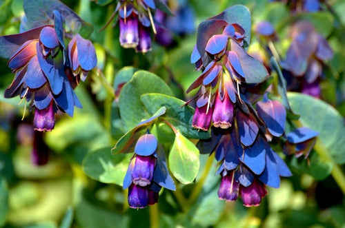 Premium Blue Cerinthe Flower Seeds for Planting Heirloom, Non GMO, Compact Growth Garden Seeds seeds
